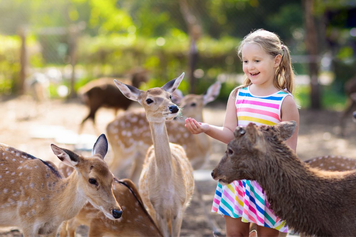 Best Zoos In The US For Any Animal Lover To Visit